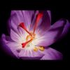Eller Rouge La Creme Regard